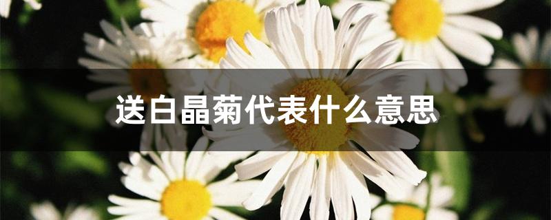送白晶菊代表什么意思 送白晶菊代表什么意思