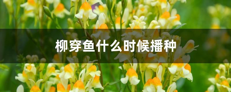 柳穿鱼什么时候播种 柳穿鱼什么时候播种