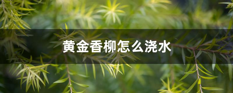 黄金香柳怎么浇水 黄金香柳怎么浇水
