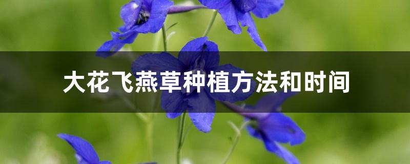 大花飞燕草种植方法和时间 大花飞燕草种植方法和时间