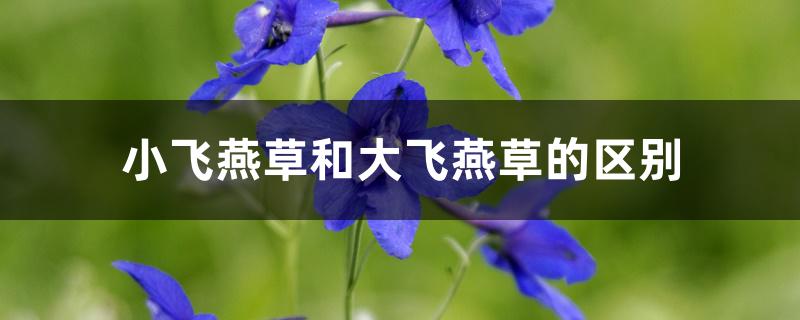小飞燕草和大飞燕草的区别 小飞燕草和大飞燕草的区别