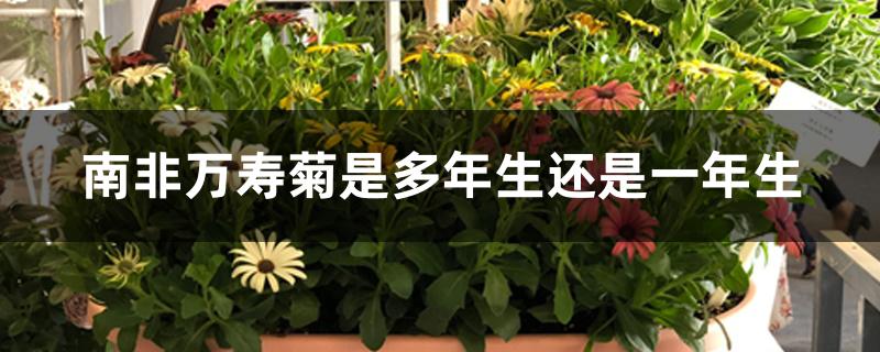 南非万寿菊是多年生还是一年生 南非万寿菊是多年生还是一年生