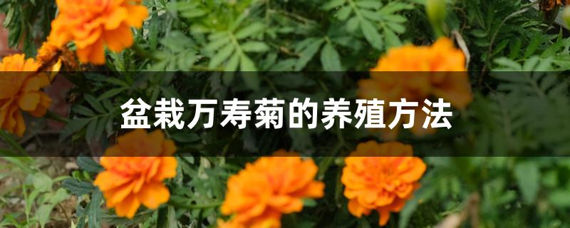 盆栽万寿菊的养殖方法 盆栽万寿菊的养殖方法