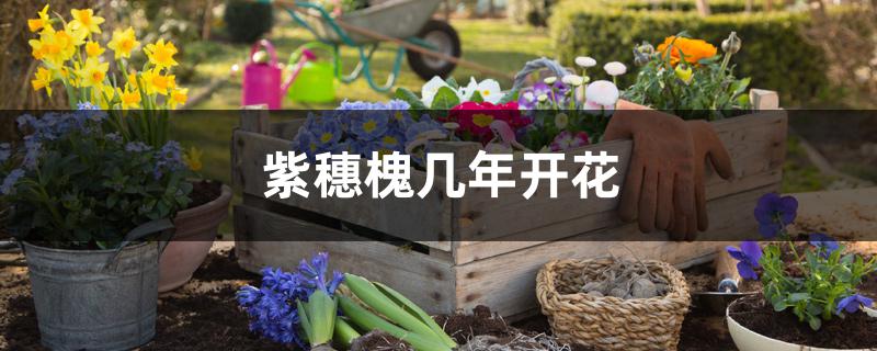 紫穗槐几年开花