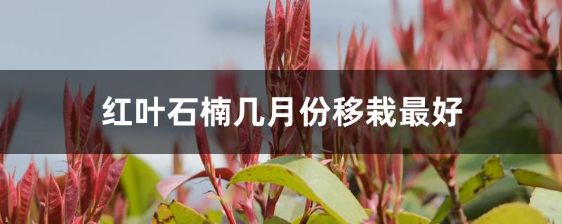 红叶石楠几月份移栽最好 红叶石楠几月份移栽最好