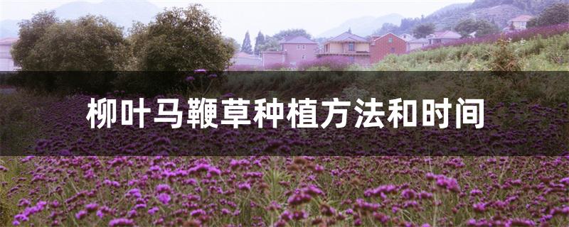柳叶马鞭草种植方法和时间 柳叶马鞭草种植方法和时间