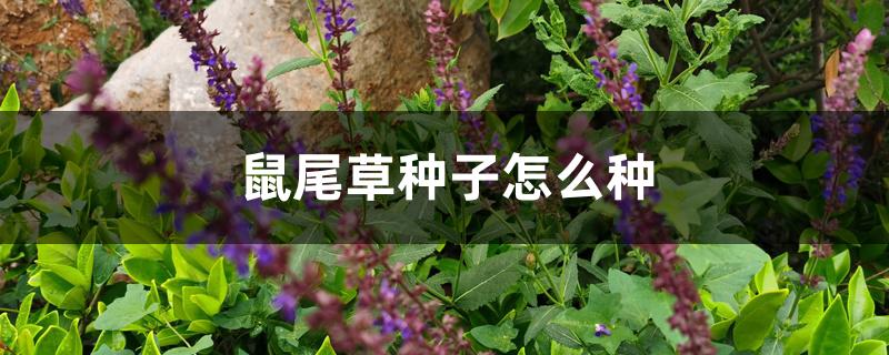 鼠尾草种子怎么种 鼠尾草种子怎么种