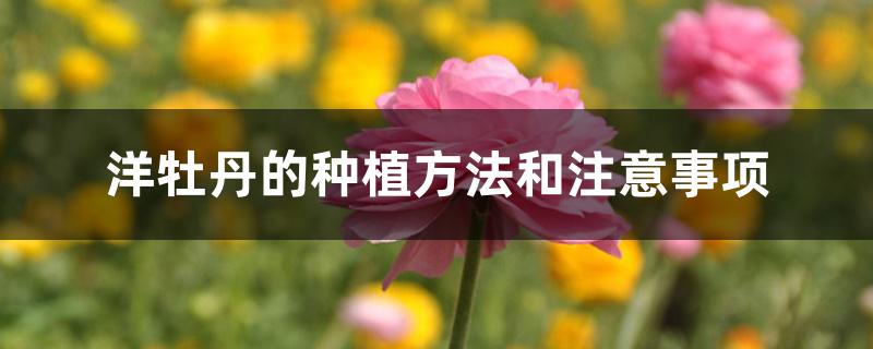 洋牡丹的种植方法和注意事项