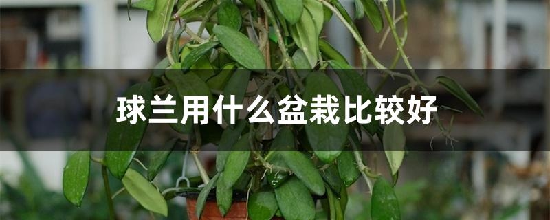 球兰用什么盆栽比较好 球兰用什么盆栽比较好