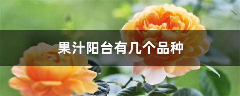果汁阳台有几个品种 果汁阳台有几个品种
