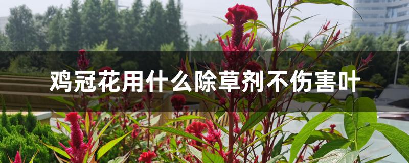 鸡冠花用什么除草剂不伤害叶 鸡冠花用什么除草剂不伤害叶