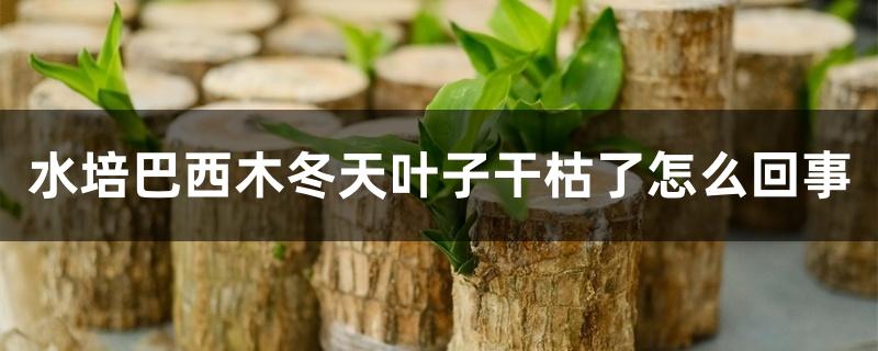 水培巴西木冬天叶子干枯了怎么回事 水培巴西木冬天叶子干枯了怎么回事