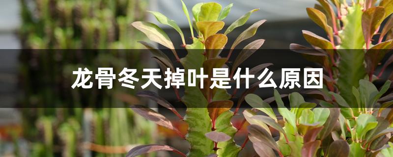 龙骨冬天掉叶是什么原因 龙骨冬天掉叶是什么原因