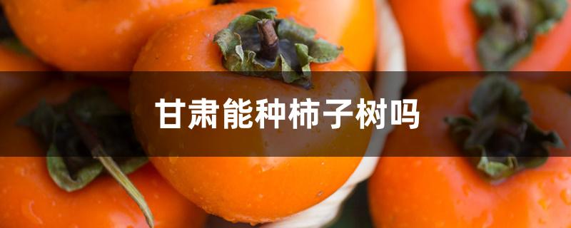 甘肃能种柿子树吗 甘肃能种柿子树吗