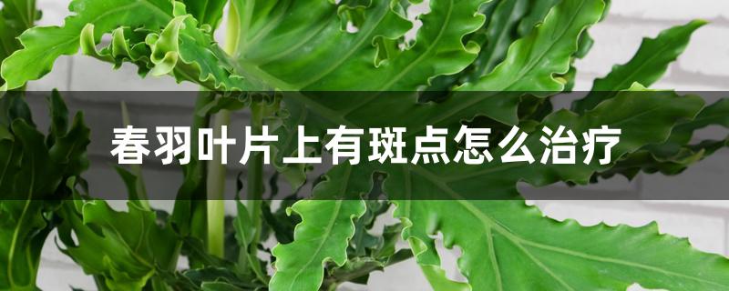 春羽叶片上有斑点怎么治疗 春羽叶片上有斑点怎么治疗