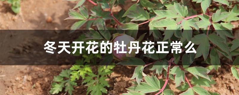 冬天开花的牡丹花正常么 冬天开花的牡丹花正常么