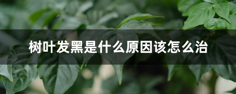 树叶发黑是什么原因该怎么治 树叶发黑是什么原因该怎么治