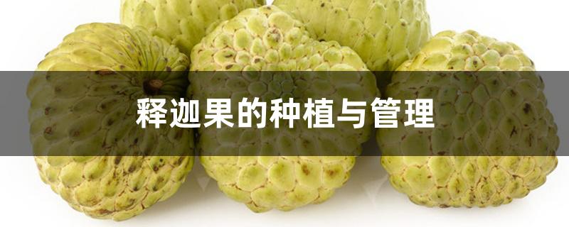 释迦果的种植与管理 释迦果的种植与管理