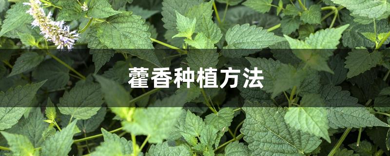 藿香种植方法 藿香种植方法