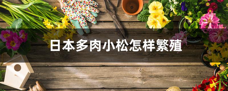 日本多肉小松怎样繁殖 日本多肉小松怎样繁殖