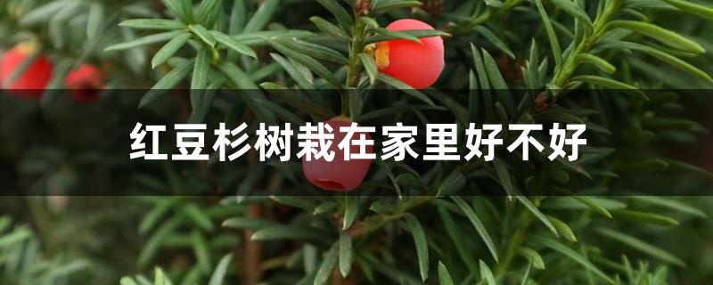 红豆杉树栽在家里好不好 红豆杉树栽在家里好不好