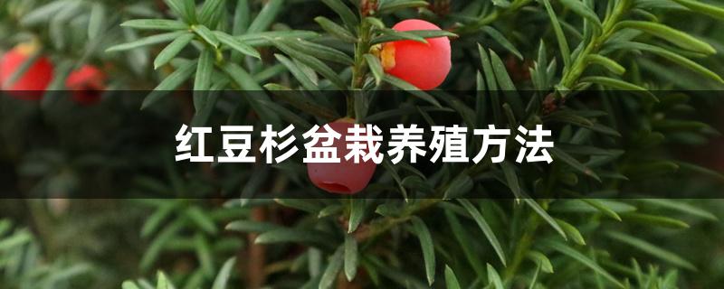 红豆杉盆栽养殖方法 红豆杉盆栽养殖方法