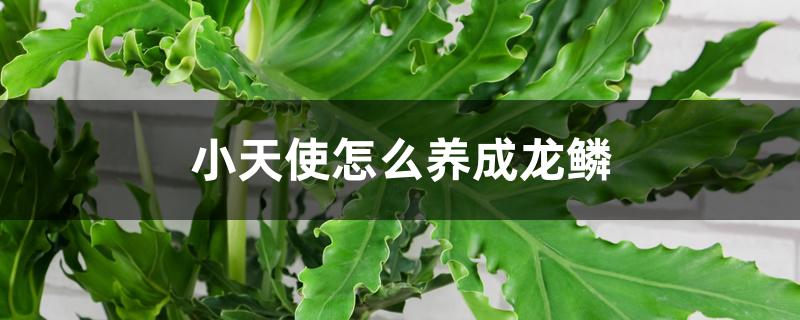 小天使怎么养成龙鳞 小天使怎么养成龙鳞