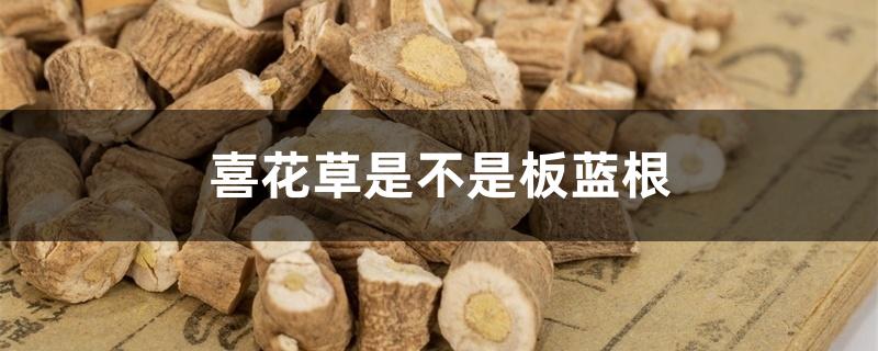 喜花草是不是板蓝根 喜花草是不是板蓝根