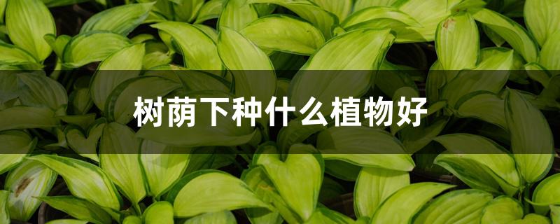 树荫下种什么植物好 树荫下种什么植物好