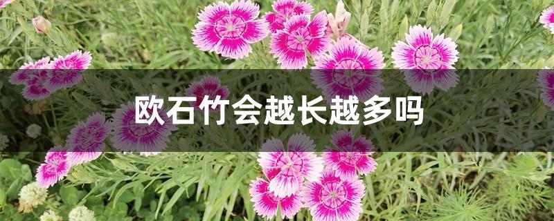 欧石竹会越长越多吗 欧石竹会越长越多吗