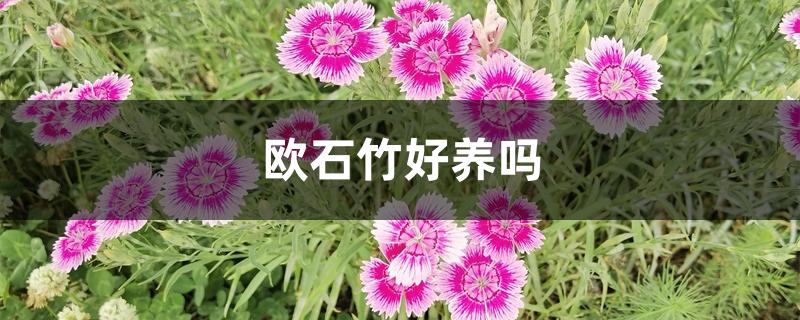 欧石竹好养吗 欧石竹好养吗