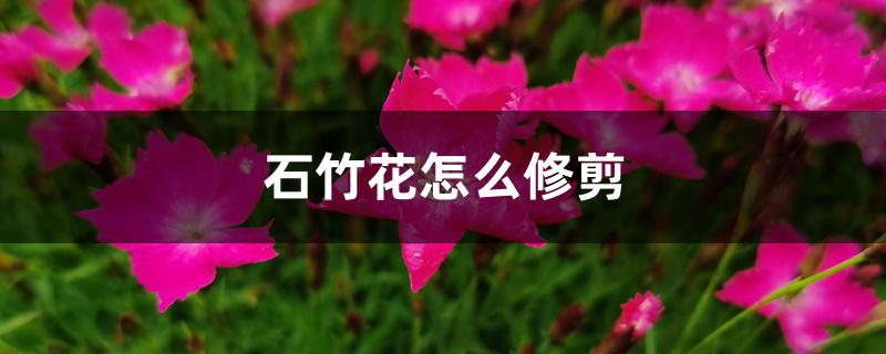石竹花怎么修剪 石竹花怎么修剪