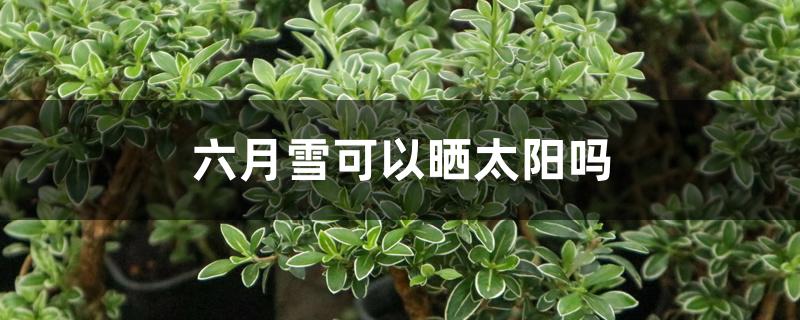六月雪可以晒太阳吗 六月雪可以晒太阳吗