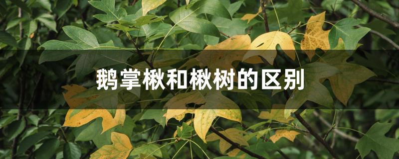 鹅掌楸和楸树的区别 鹅掌楸和楸树的区别