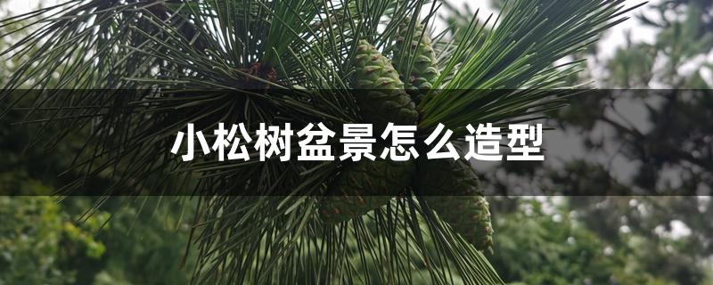 小松树盆景怎么造型 小松树盆景怎么造型