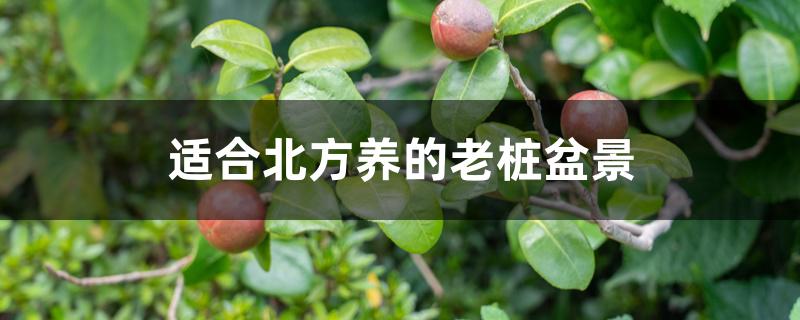 适合北方养的老桩盆景 适合北方养的老桩盆景