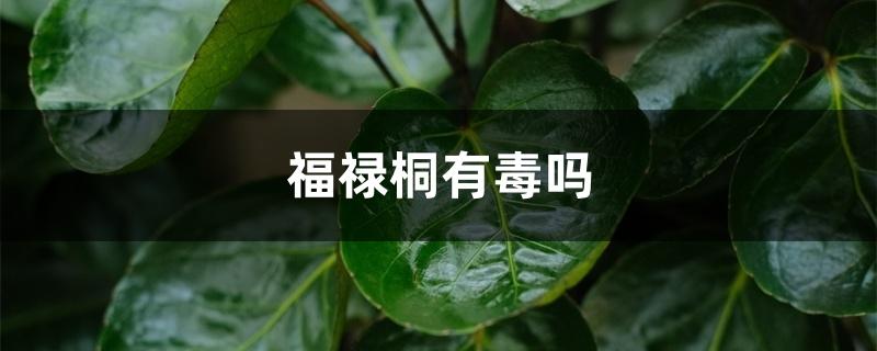 福禄桐有毒吗 福禄桐有毒吗