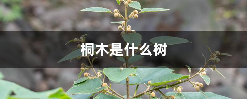 桐木是什么树 桐木是什么树