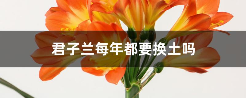 君子兰每年都要换土吗 君子兰每年都要换土吗