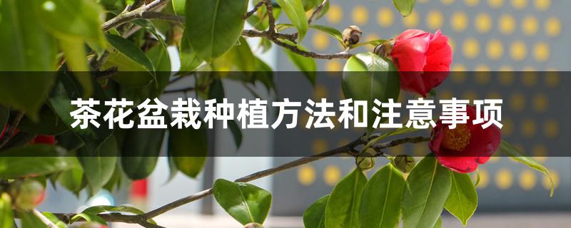 茶花盆栽种植方法和注意事项 茶花盆栽种植方法和注意事项