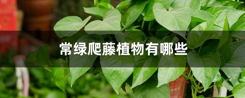 常绿爬藤植物有哪些 常绿爬藤植物有哪些