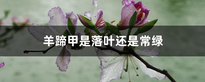 羊蹄甲是落叶还是常绿 羊蹄甲是落叶还是常绿