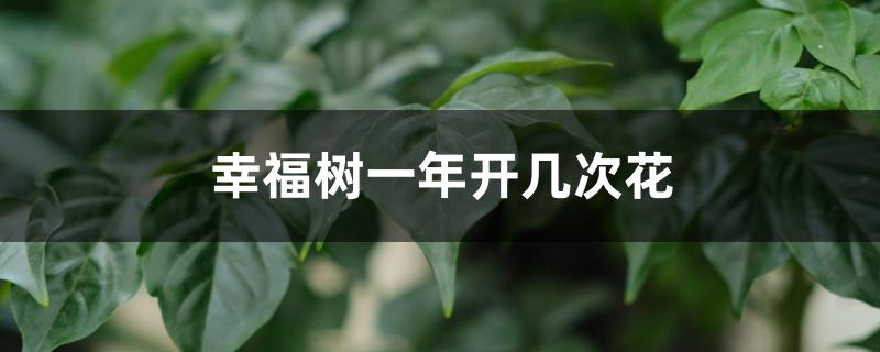 幸福树一年开几次花 幸福树一年开几次花