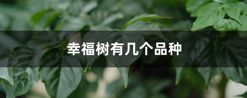 幸福树有几个品种 幸福树有几个品种