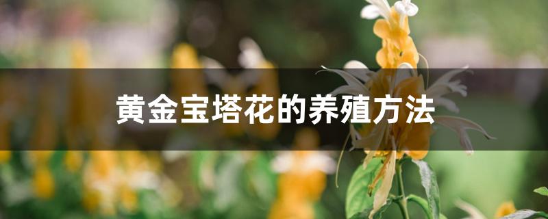 黄金宝塔花的养殖方法 黄金宝塔花的养殖方法