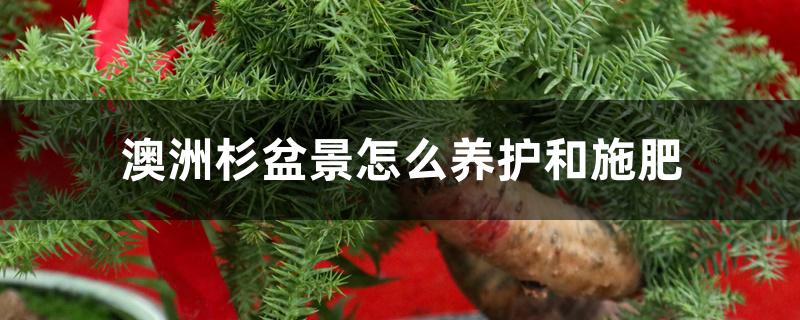 澳洲杉盆景怎么养护和施肥 澳洲杉盆景怎么养护和施肥