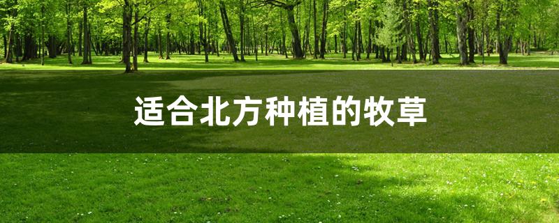 适合北方种植的牧草 适合北方种植的牧草