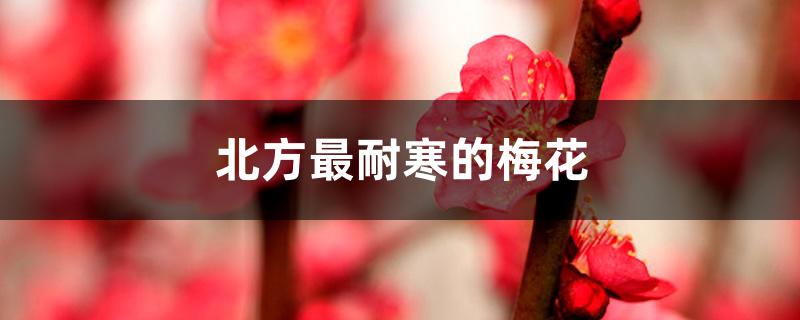 北方最耐寒的梅花 北方最耐寒的梅花