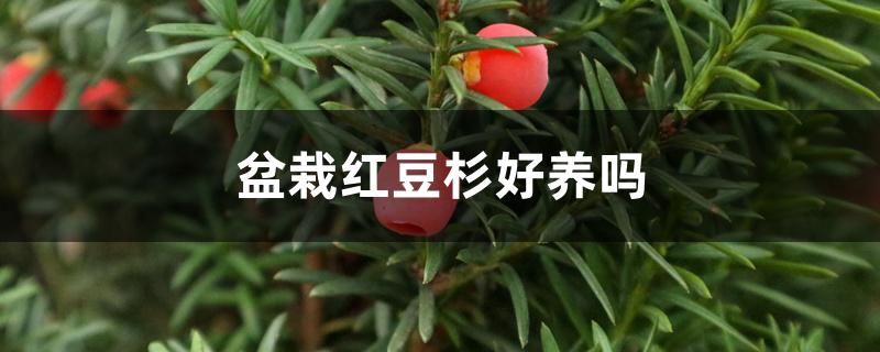 盆栽红豆杉好养吗 盆栽红豆杉好养吗