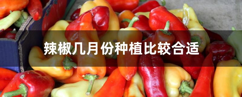 辣椒几月份种植比较合适 辣椒几月份种植比较合适